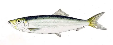 sprat: any of various small, herring-like, marine fish in the genus Sprattus, in the family Clupeidae