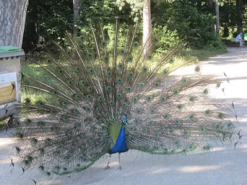spread tail: the tail of a bird (or likeness thereof) when the tailfeathers are held tautly outward in a...