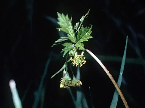 spring avens: geum vernum, native to much of temperate eastern North America