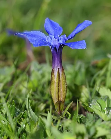 spring gentian: a small flowering plant of species Gentiana verna