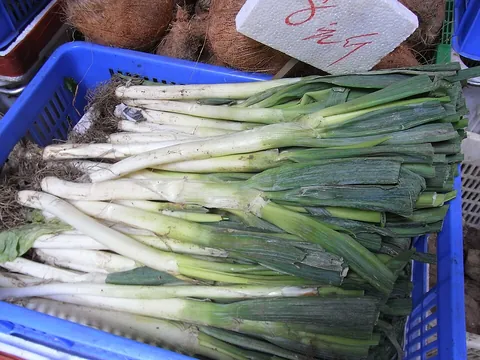 spring onion: a species of onion (Allium fistulosum) with slender bulbs; originally Asian, now worldwide