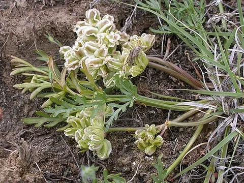 spring parsley: a perennial herb of the genus Cymopterus