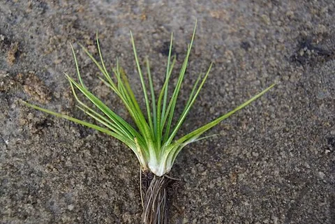spring quillwort: a quillwort of species Isoetes echinospora, widespread in cooler North America and found also in...