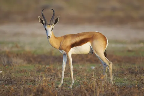 springbok: a small, fast antelope native to southern Africa, Antidorcas marsupialis