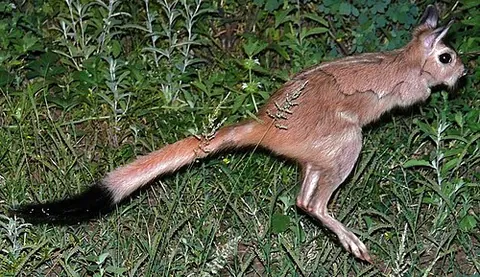 springhare: any of the genus Pedetes of generally nocturnal, herbivorous African rodents that dig burrows