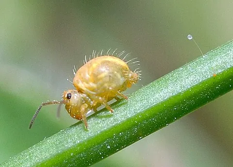 springtail: any of various wingless hexapods, of the subclass Collembola, with spring-like legs