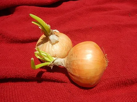 sprout: a new growth of or on a plant, whether from seed or other parts