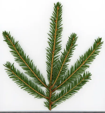spruce: any of various large coniferous evergreen trees or shrubs from the genus Picea, found in northern...