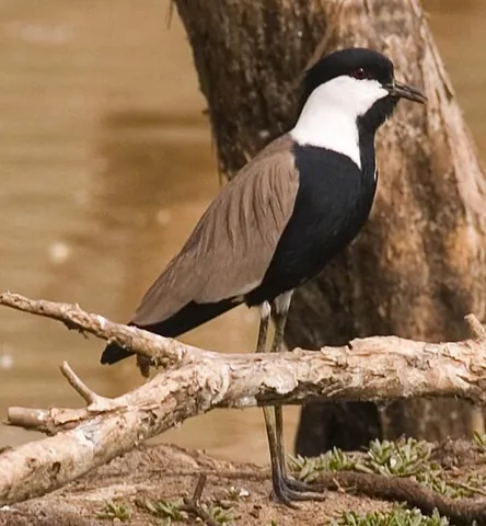 spur-winged plover: vanellus spinosus, a plover of the eastern Mediterranean and sub-Saharan Africa