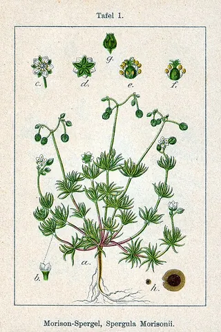 spurry: any of several European annual herbs of the genus Spergula