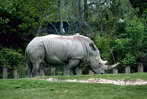 square-lipped rhinoceros: synonym of white rhinoceros