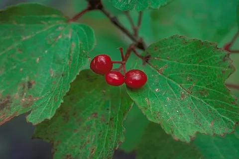 squashberry: a pembina or lowbush cranberry (Viburnum edule)