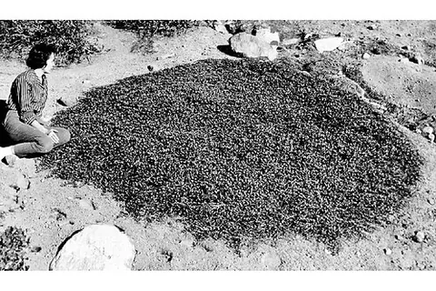 squaw carpet: a mat-forming shrub of species Ceanothus prostratus, found in conifer forests in the Pacific...