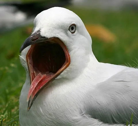 squawk: a shrill noise, especially made by a voice or bird. If made by a bird, it typically signals...