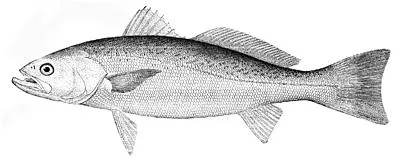 squeteague: a weakfish, a silvery edible American sciaenoid fish of species Cynoscion regalis