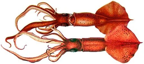 squid: any of several carnivorous marine cephalopod mollusks, of the order Teuthida, having a mantle,...