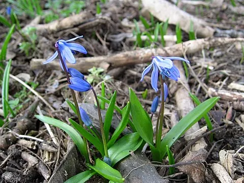 squill: a European bulbous liliaceous plant, of the genus Scilla, used in medicine for its acrid,...