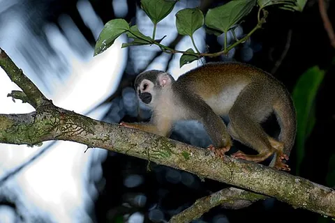 squirrel monkey: any of several small New World monkeys, of the genus Saimiri, that live in southern Central America...