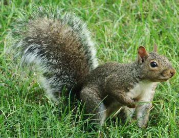 squirrel: any of the rodents of the family Sciuridae