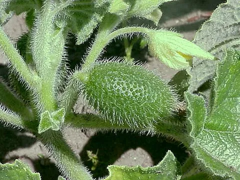 squirting cucumber: the plant Ecballium elaterium, a member of the cucumber family (Cucurbitaceae)