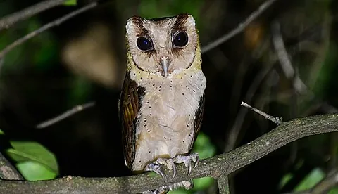 sri lanka bay owl: phodilus assimilis, a species of owl, endemic to the island of Sri Lanka and the Western Ghats in...