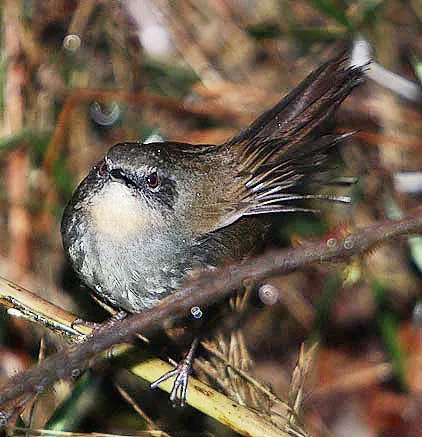 sri lanka bush warbler: elaphrornis palliseri, the only species of bush warbler in Sri Lanka, to which it is endemic