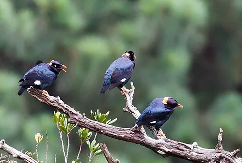 sri lanka hill myna: any member of the species Gracula ptilogenys, of hill mynas