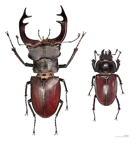 stag beetle: any of numerous large beetles of the family Lucanidae, the males having elaborate mandibles...