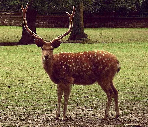 stag: an adult male deer, especially a red deer and especially one in high adulthood versus a young adult