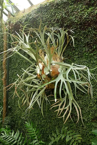 staghorn fern: any of the epiphytic ferns in the genus Platycerium, often cultivated for their distinctive...