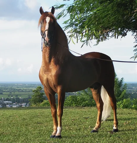 stallion: specifically, one that is uncastrated