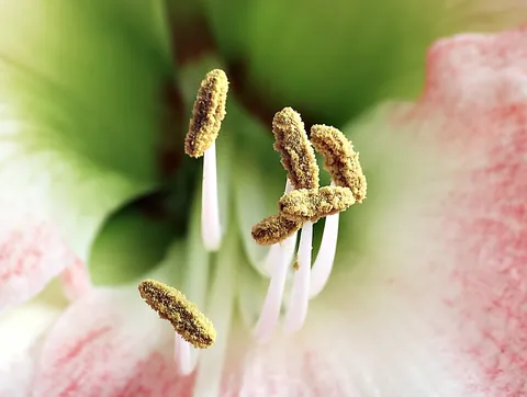 stamen: in flowering plants, a male reproductive structure in a flower that produces pollen, typically...