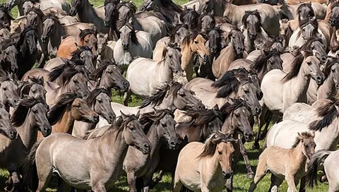 stampede: a wild, headlong running away or scamper of a number of animals, usually caused by fright
