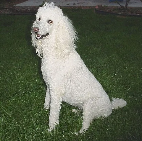 standard poodle: a relatively large poodle, measuring more than 15 inches (38 cm)