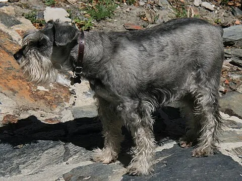 standard schnauzer: a German breed of dog in the Pinscher and Schanuzer group