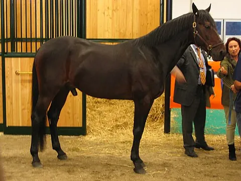 standardbred: a breed of horse bred specifically for harness racing