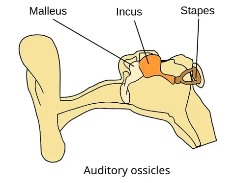 stapes: a small stirrup-shaped innermost ossicle of the middle ear of mammals, transmitting vibrations from...