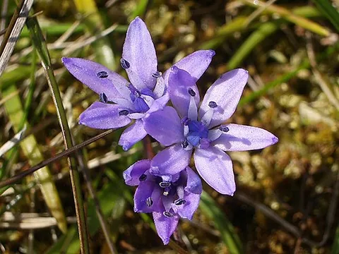 star hyacinth: a bulbous-rooted plant, a species of squill, Scilla verna, with pinkish-purple flowers, found in...