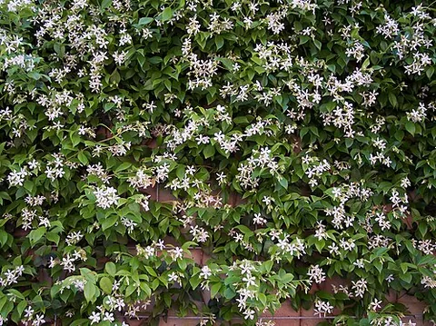 star jasmine: trachelospermum jasminoides, a flowering plant in the family Apocynaceae, native to eastern and...