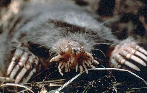 star-nosed mole: a mole of species Condylura cristata, identified by the 22 sensory appendages around the snout