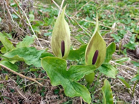 starch-root: a plant native to woodlands of northern Europe, Arum maculatum