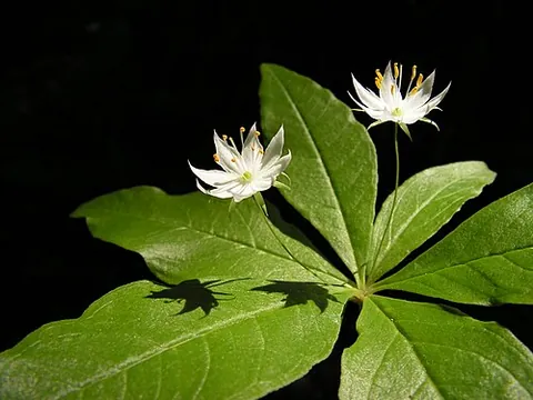starflower: borage (Borago officinalis), an annual herb, and its product, starflower oil (family Boraginaceae)