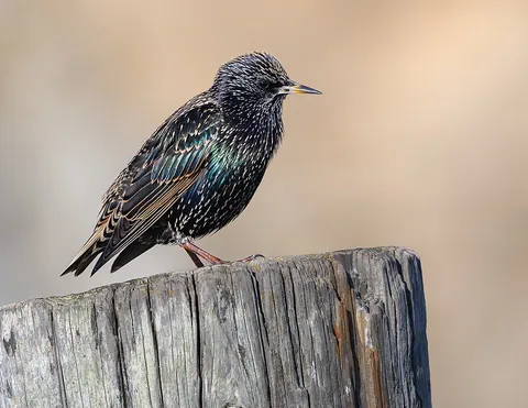 starling: a family, Sturnidae, of passerine birds