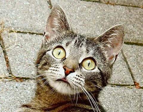 startled: surprised and slightly frightened
