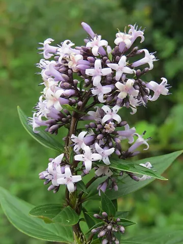 starviolet: any of the species in the plant genus Hedyotis