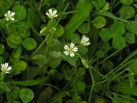 starweed: cerastium fontanum, a mat-forming plant, native to Europe, with small white flowers and tear-shaped...