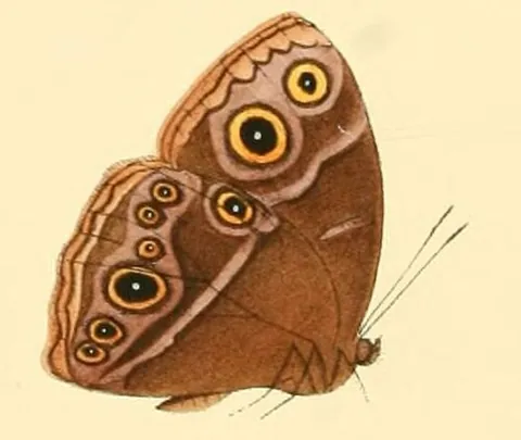 stately bush brown: bicyclus xeneas, a species of tropical African butterfly