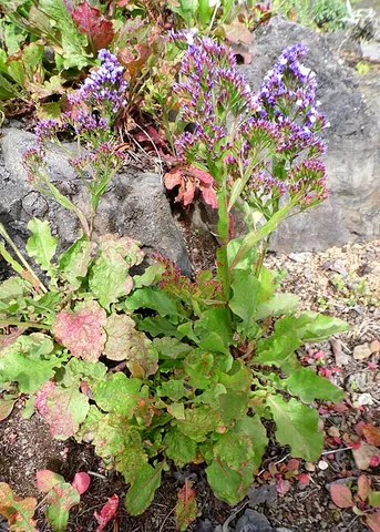 statice: plants of the genus Limonium having spikes of white or mauve flowers