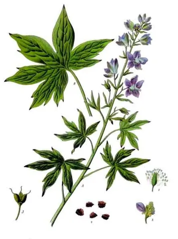 stavesacre: a highly toxic, perennial plant with purple flowers (Staphisagria macrosperma, syn. Delphinium...