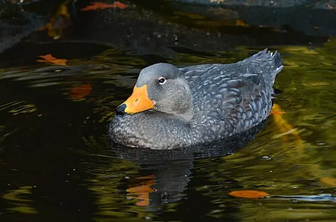 steamer duck: a bird of the genus Tachyeres in the family Anatidae, the family of duck, goose and swan